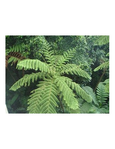 ARBORESCENT HELECHO (CYATHEA FULVA) - 1 Sapling...