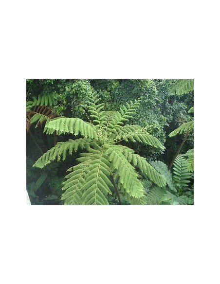 ARBORESCENT HELECHO (CYATHEA FULVA) - 1 Sapling for sale in Mexico - Online Nursery