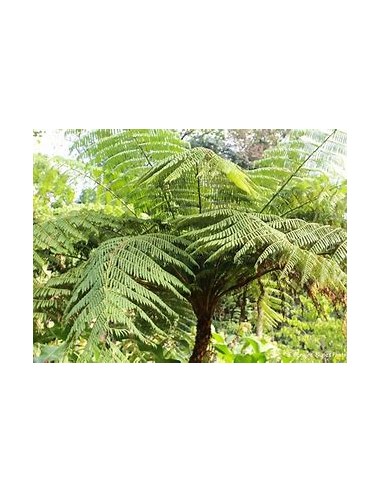 ARBORESCENT HELECHO (CYATHEA FULVA) - 1 Sapling...