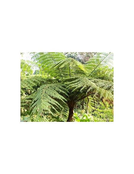 ARBORESCENT HELECHO (CYATHEA FULVA) - 1 Sapling for sale in Mexico - Online Nursery