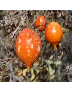 HUEREQUE (IBERVILLEA...