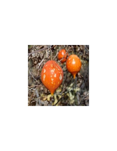 HUEREQUE  (IBERVILLEA SONORAE)- 1 Arbolito en Venta en Mexico - Vivero por internet