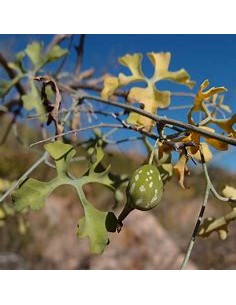 HUEREQUE  (IBERVILLEA... 2