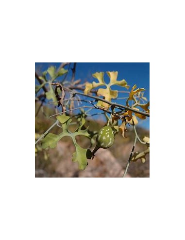 HUEREQUE  (IBERVILLEA SONORAE)- 1 Arbolito en...