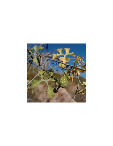 HUEREQUE  (IBERVILLEA SONORAE)- 1 Arbolito en Venta en Mexico - Vivero por internet