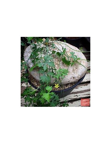 HUEREQUE (IBERVILLEA SONORAE)- 1 Sapling for...