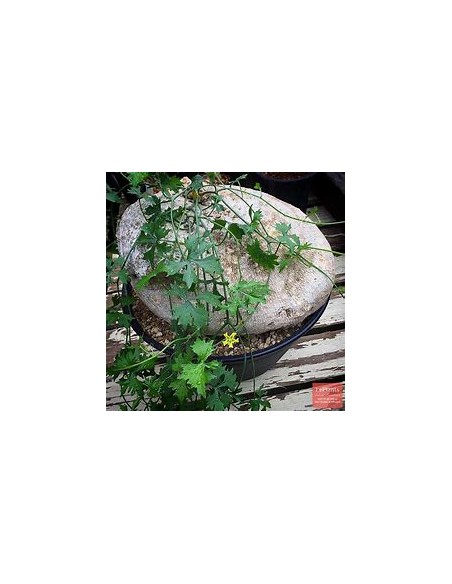 HUEREQUE  (IBERVILLEA SONORAE)- 1 Arbolito en Venta en Mexico - Vivero por internet