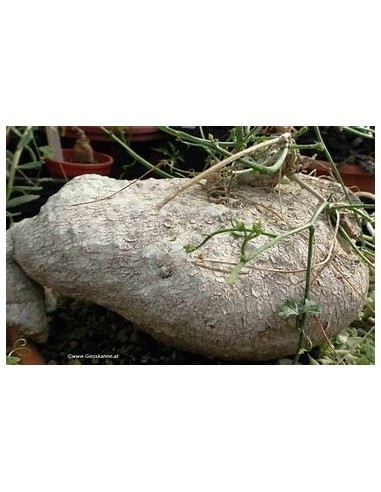 HUEREQUE (IBERVILLEA SONORAE)- 1 Sapling for...