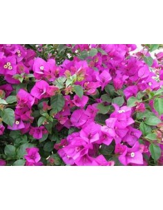 BOUGANVILLEA - BUGAMBILIA-...