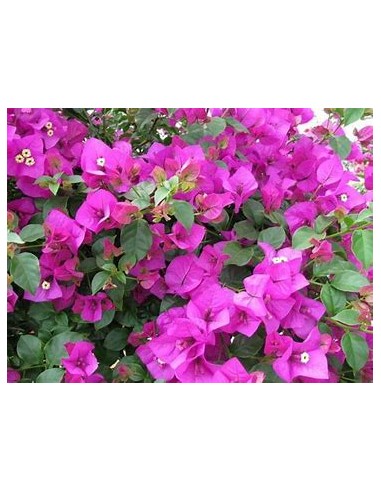 BOUGANVILLEA - BUGAMBILIA- ENREDADERA - ENANAS - (MORADA PALIDO) -1 ARBUSTO en Venta en Mexico - Vivero por internet