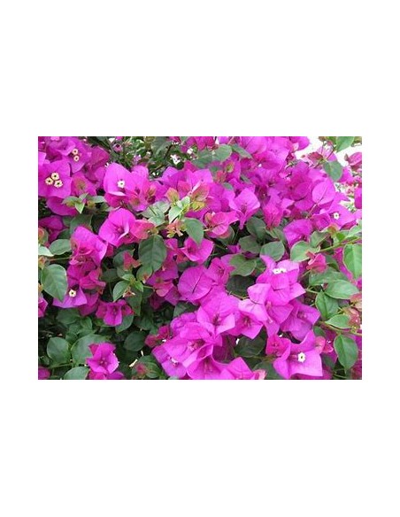 BOUGANVILLEA - BUGAMBILIA- ENREDADERA - ENANAS - (MORADA PALIDO) -1 ARBUSTO en Venta en Mexico - Vivero por internet
