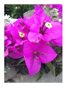 BOUGANVILLEA - BUGAMBILIA-... 2