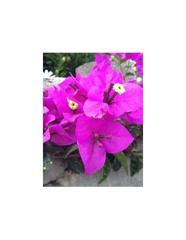 BOUGANVILLEA - BUGAMBILIA- ENREDADERA - ENANAS...