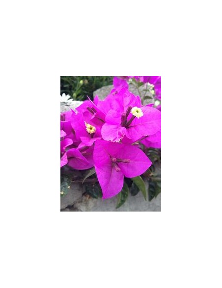 BOUGANVILLEA - BUGAMBILIA- ENREDADERA - ENANAS - (MORADA PALIDO) -1 ARBUSTO en Venta en Mexico - Vivero por internet