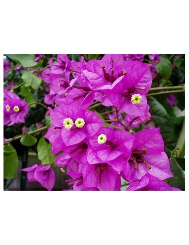 BOUGANVILLEA - BUGAMBILIA- ENREDADERA - ENANAS...