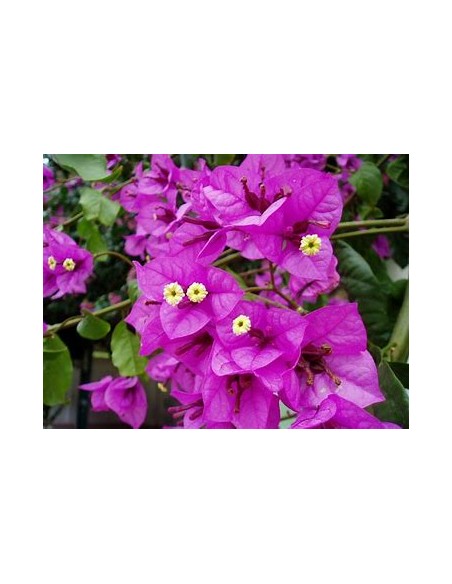 BOUGANVILLEA - BUGAMBILIA- ENREDADERA - ENANAS - (MORADA PALIDO) -1 ARBUSTO en Venta en Mexico - Vivero por internet