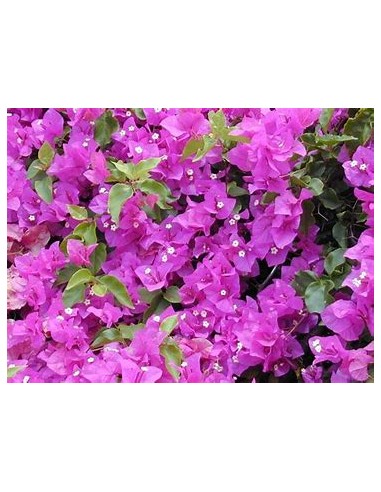 BOUGANVILLEA - BUGAMBILIA- ENREDADERA - ENANAS...