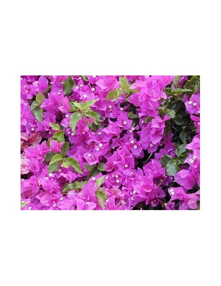 BOUGANVILLEA - BUGAMBILIA- ENREDADERA - ENANAS - (MORADA PALIDO) -1 ARBUSTO en Venta en Mexico - Vivero por internet