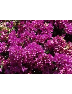 BOUGANVILLEA - BUGAMBILIA-...