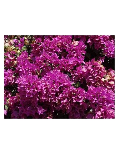 BOUGANVILLEA - BUGAMBILIA- ENREDADERA - ENANAS -(PURPURA) 1 ARBUSTO en Venta en Mexico - Vivero por internet