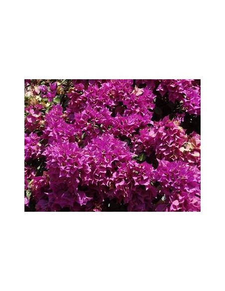 BOUGANVILLEA - BUGAMBILIA - ENREDADERA - ENANAS -(PURPURA) 1 SHRUB for Sale in Mexico - Online Nursery