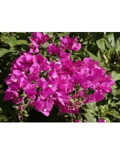 BOUGANVILLEA - BUGAMBILIA-... 2