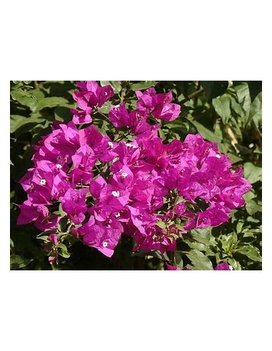 BOUGANVILLEA - BUGAMBILIA - ENREDADERA - ENANAS...