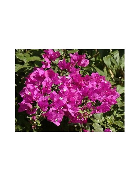 BOUGANVILLEA - BUGAMBILIA - ENREDADERA - ENANAS -(PURPURA) 1 SHRUB for Sale in Mexico - Online Nursery
