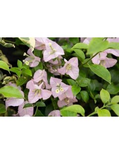 BOUGANVILLEA - BUGAMBILIA-...
