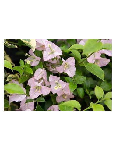 BOUGANVILLEA - BUGAMBILIA- ENREDADERA - ENANAS (ROSA)- 1 Arbusto en Venta en Mexico - Vivero por internet