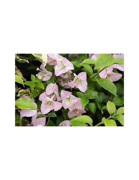 BOUGANVILLEA - BUGAMBILIA- ENREDADERA - ENANAS (ROSA)- 1 Shrub for Sale in Mexico - Vivero por internet
