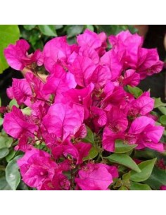 BOUGANVILLEA - BUGAMBILIA-... 2