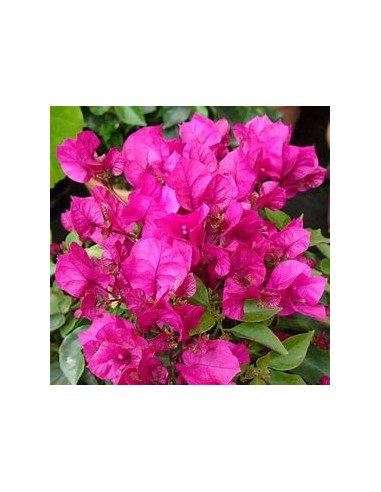 BOUGANVILLEA - BUGAMBILIA- ENREDADERA - ENANAS...