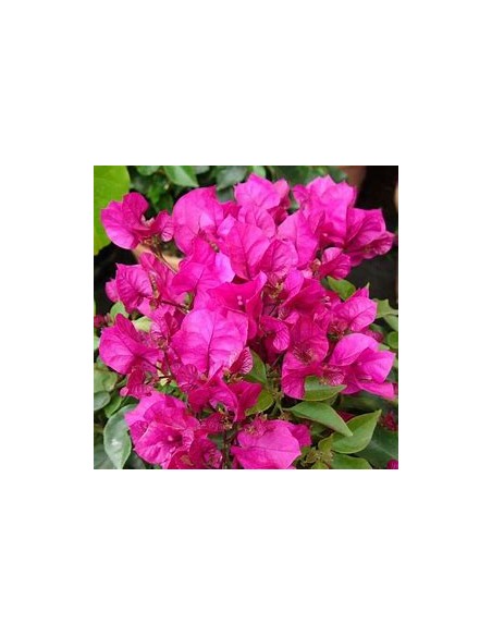 BOUGANVILLEA - BUGAMBILIA- ENREDADERA - ENANAS (ROSA)- 1 Shrub for Sale in Mexico - Vivero por internet