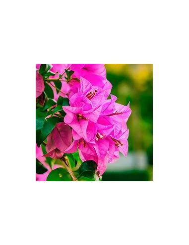 BOUGANVILLEA - BUGAMBILIA- ENREDADERA - ENANAS...