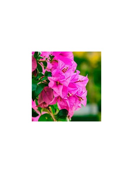 BOUGANVILLEA - BUGAMBILIA- ENREDADERA - ENANAS (ROSA)- 1 Shrub for Sale in Mexico - Vivero por internet