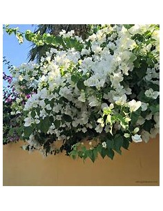 BOUGANVILLEA - BUGAMBILIA-...