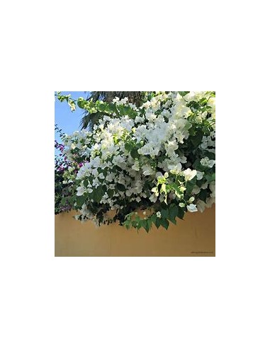 BOUGANVILLEA - BUGAMBILIA- ENREDADERA - ENANAS (BLANCA) - 1 Arbusto en Venta en Mexico - Vivero por internet