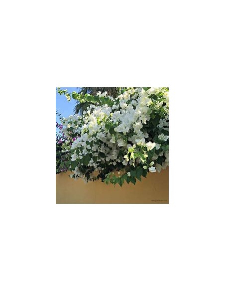 BOUGANVILLEA - BUGAMBILIA- ENREDADERA - ENANAS (BLANCA) - 1 Shrub for Sale in Mexico - Online Nursery