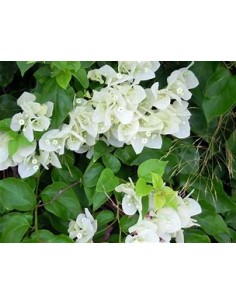 BOUGANVILLEA - BUGAMBILIA-... 2