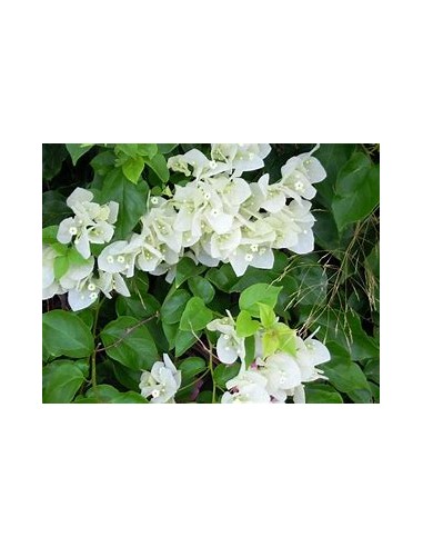 BOUGANVILLEA - BUGAMBILIA- ENREDADERA - ENANAS...