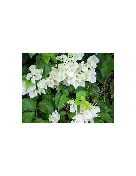BOUGANVILLEA - BUGAMBILIA- ENREDADERA - ENANAS (BLANCA) - 1 Shrub for Sale in Mexico - Online Nursery