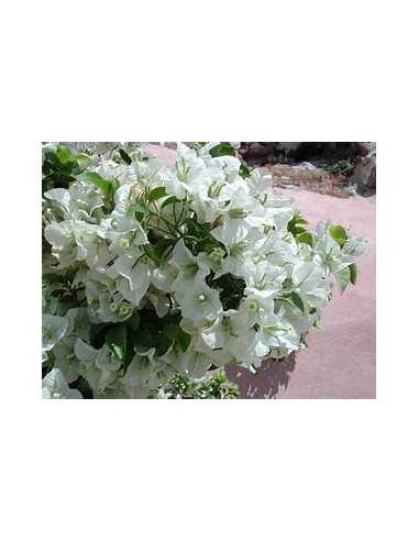 BOUGANVILLEA - BUGAMBILIA- ENREDADERA - ENANAS...