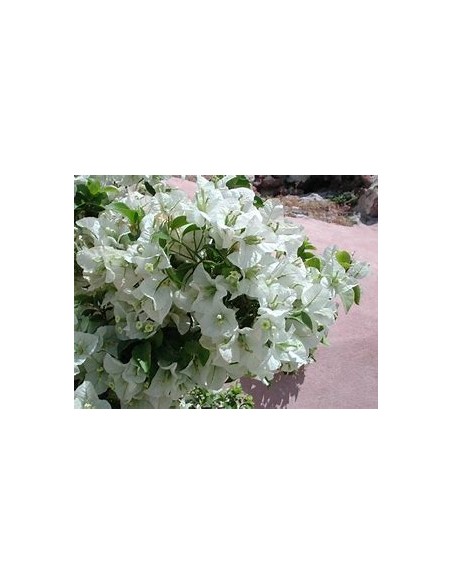 BOUGANVILLEA - BUGAMBILIA- ENREDADERA - ENANAS (BLANCA) - 1 Shrub for Sale in Mexico - Online Nursery