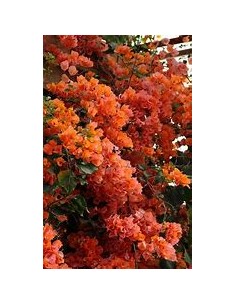 BOUGANVILLEA - BUGAMBILIA-...