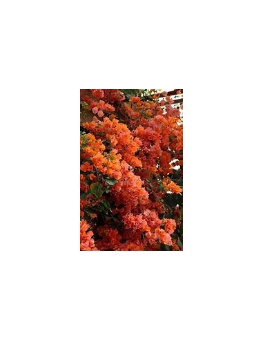 BOUGANVILLEA - BUGAMBILIA- ENREDADERA - NANAS (ORANGE)- 1 Shrub for Sale in Mexico - Online Nursery