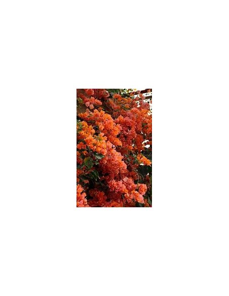 BOUGANVILLEA - BUGAMBILIA- ENREDADERA - NANAS (ORANGE)- 1 Shrub for Sale in Mexico - Online Nursery