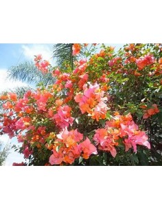 BOUGANVILLEA - BUGAMBILIA-... 2