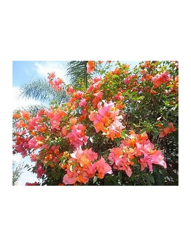 BOUGANVILLEA - BUGAMBILIA- ENREDADERA - NANAS...