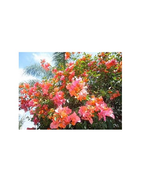 BOUGANVILLEA - BUGAMBILIA- ENREDADERA - NANAS (ORANGE)- 1 Shrub for Sale in Mexico - Online Nursery